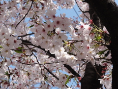 大阪城　桜