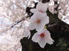 大阪城　桜