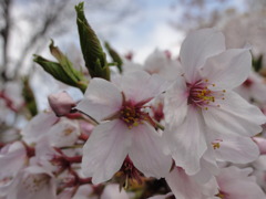 大阪城　桜