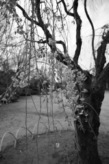 枝垂桜