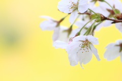 桜３