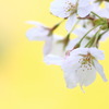 桜３