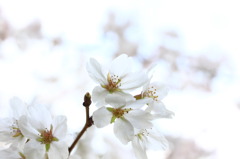 桜４