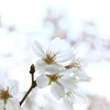 桜４