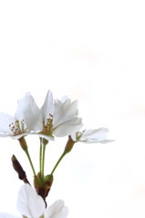 桜２