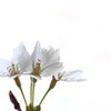 桜２