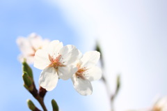 桜１