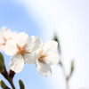 桜１
