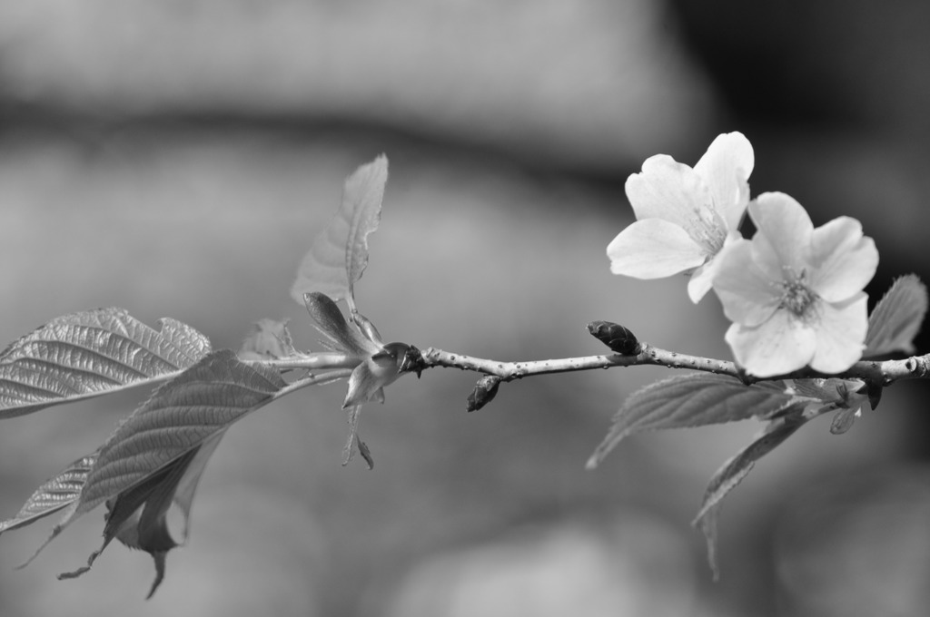 DSC_0433