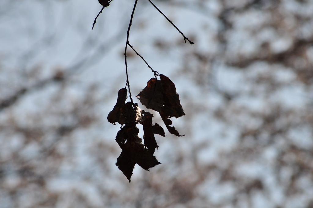 DSC_0420