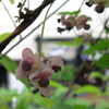 あけびの花（ピンク色）