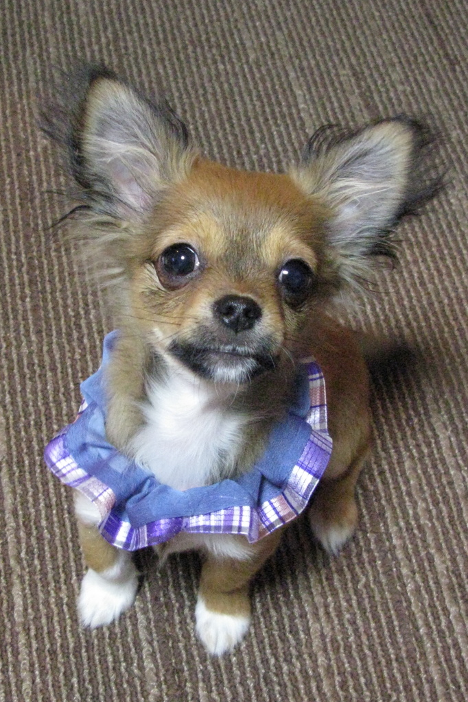 痩せ過ぎ？