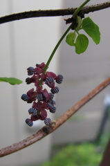 あけびの花（濃い紫）