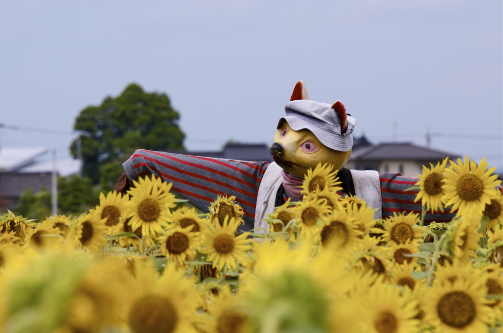 雌狐案山子