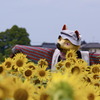 雌狐案山子
