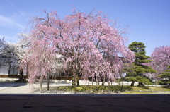 枝垂れ桜