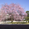 枝垂れ桜