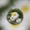 宙玉な花