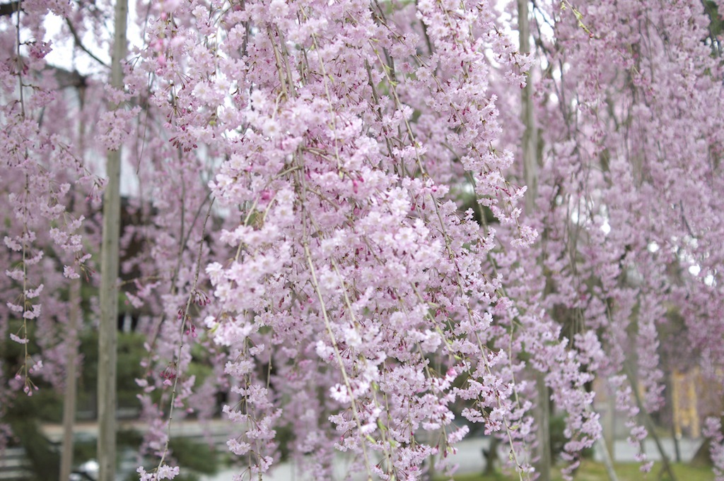 雨の垂れ桜