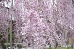 雨の垂れ桜