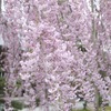 雨の垂れ桜