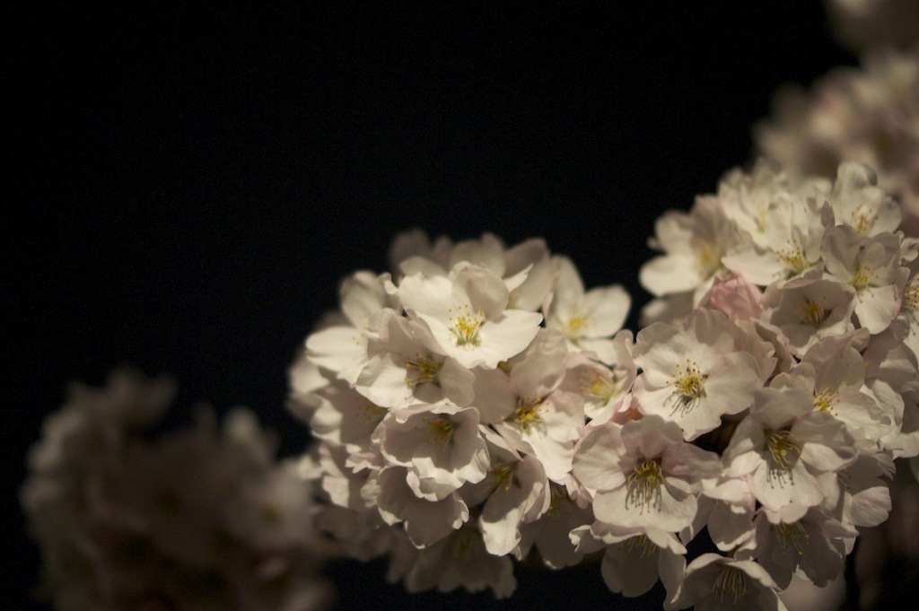 夜桜