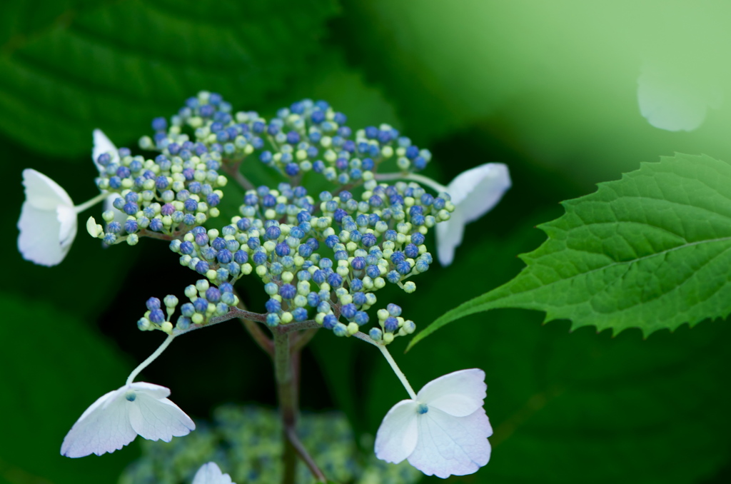 紫陽花