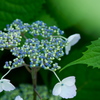 紫陽花