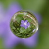 宙玉な花