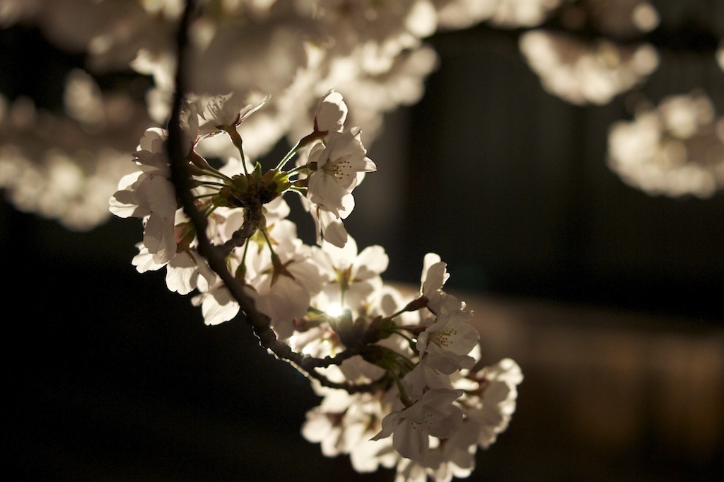 夜桜