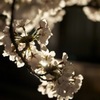 夜桜