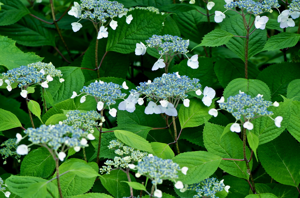紫陽花