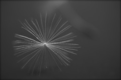 綿毛のプロペラ