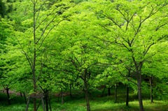 新緑