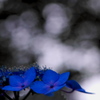 Blue Ribbon