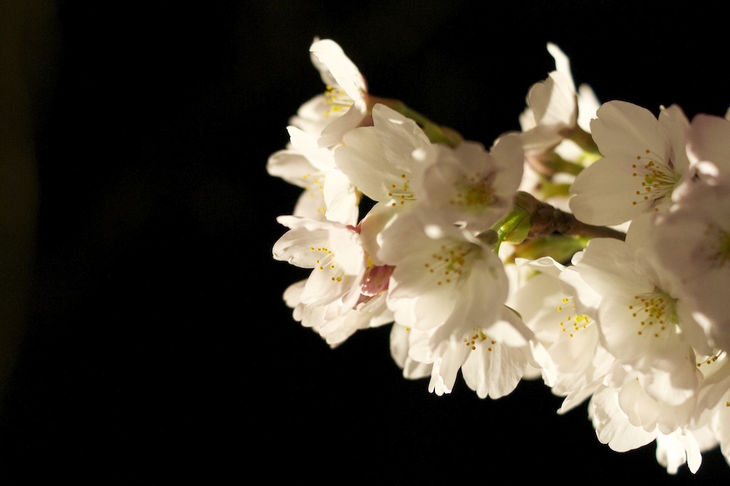 夜桜