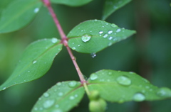 雨粒