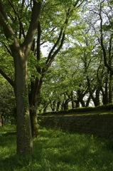 新緑の公園