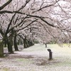 散り始め