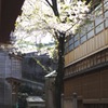 照葉ざくら
