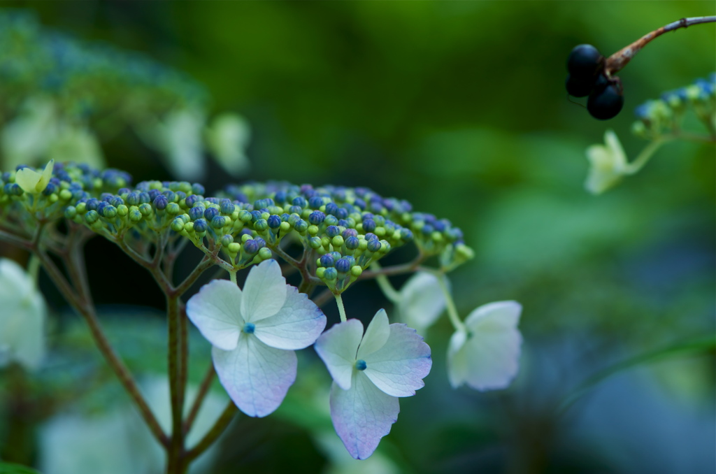 紫陽花