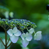 紫陽花