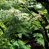 新緑のもみじ