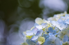 雨に唄えば