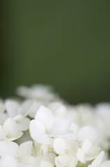 白い花壇