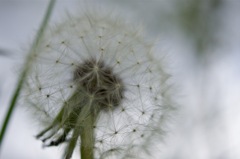 たんぽぽ
