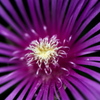 花火