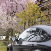 枝垂れ桜