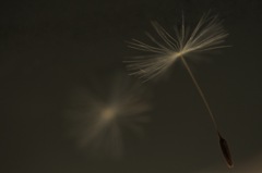 綿毛のライトアップ