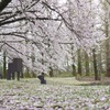 散り始め